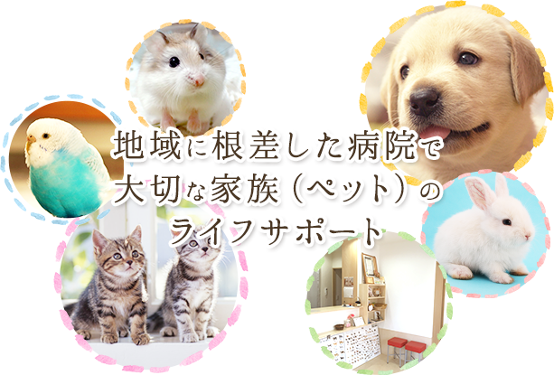 国立市のくにたち動物病院 犬 猫ほか小動物全般の一般 眼科診療